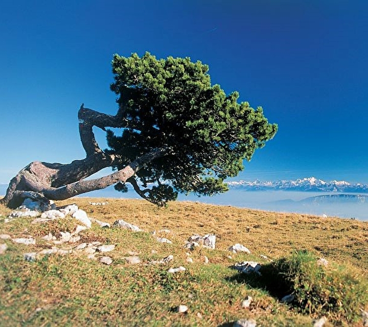Arbre perché dans une vallée face aux montagnes enneigées