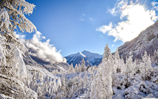 Arbres et plantes des montagnes enneigées