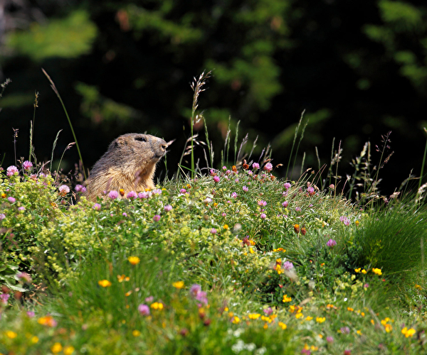 Marmotte dans une prairie de fleurs