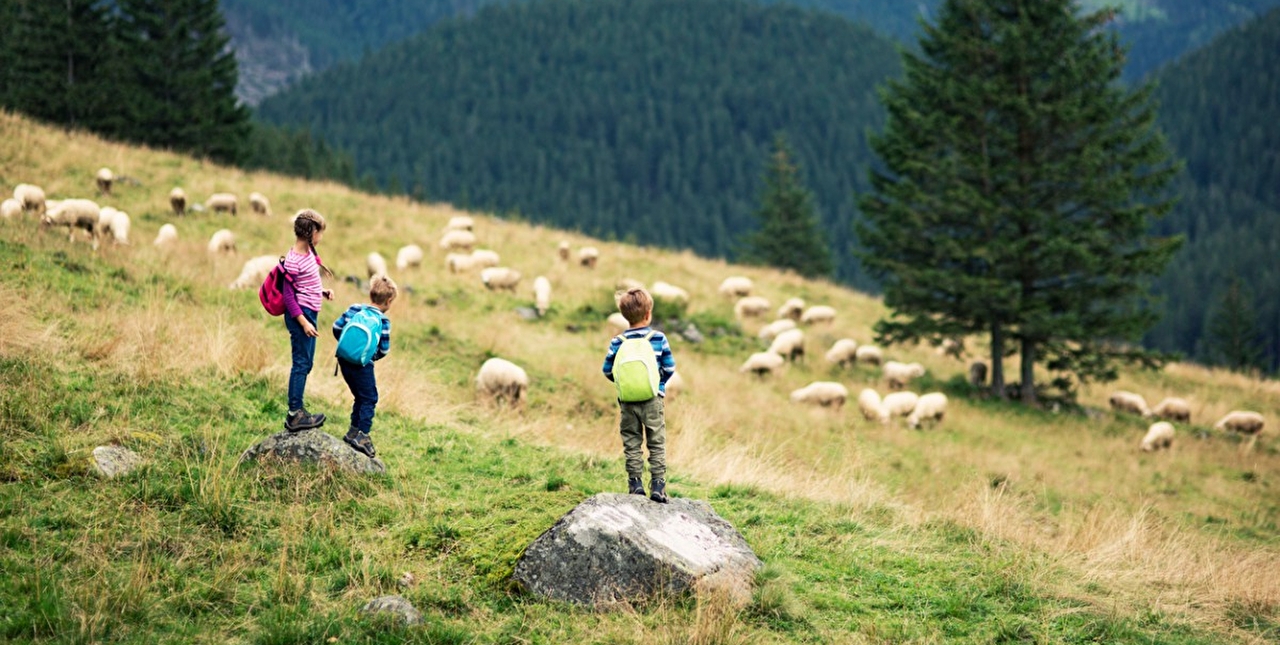 Enfants perchés sur des rochers dans un pré regardant un troupeau de moutons en montagne