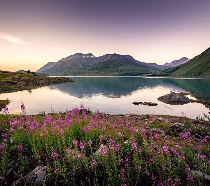 Vue sur un lac entouré de fleurs roses et face à la montagne aux dernières heures de la journée