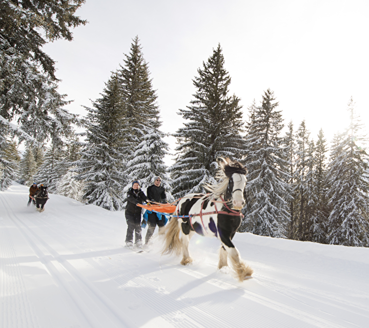 Le ski-joering : une activité nordique unique