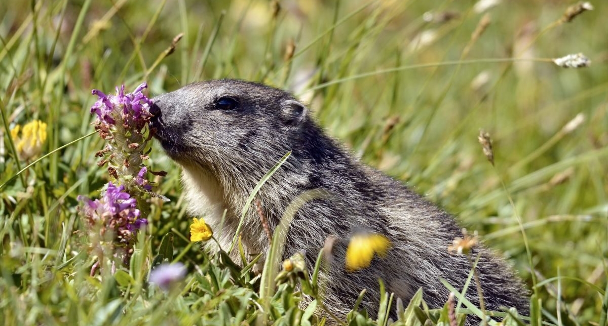 Marmottes en montagne au milieu de fleurs