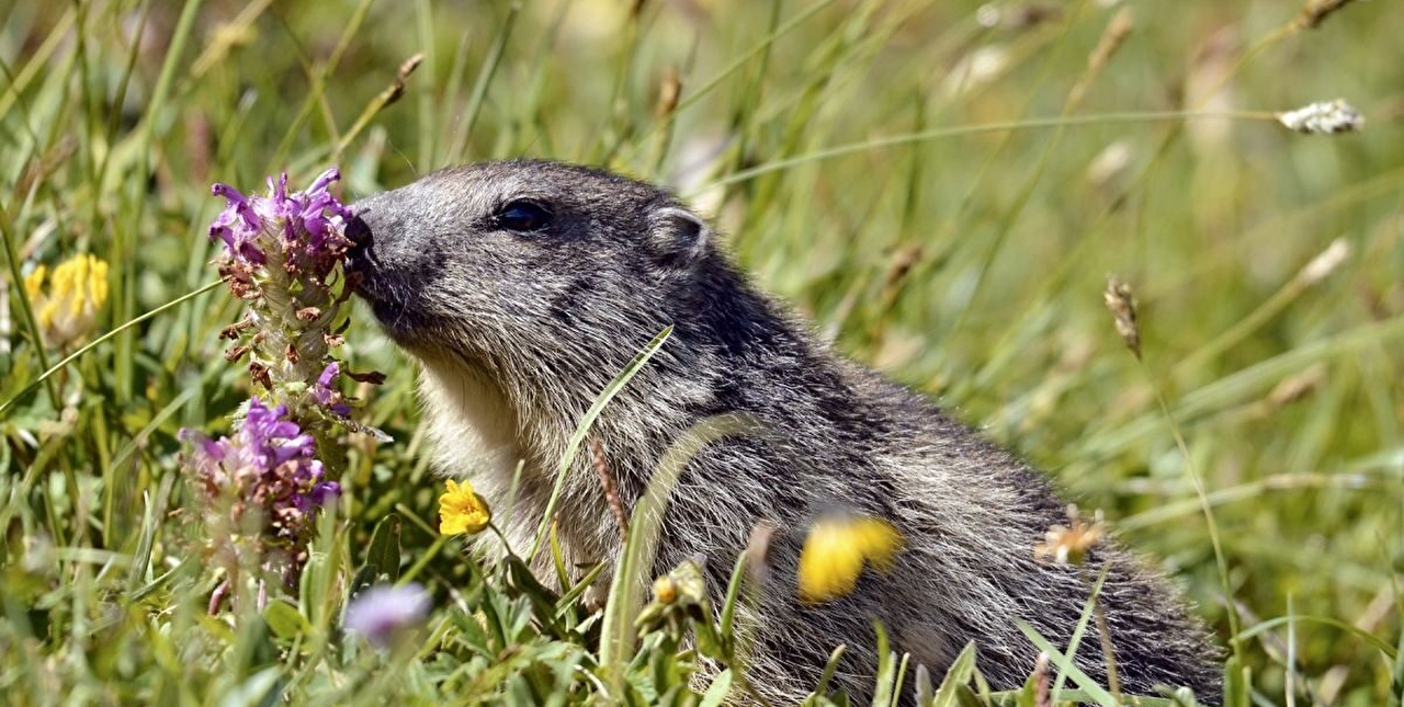 Marmottes en montagne au milieu de fleurs