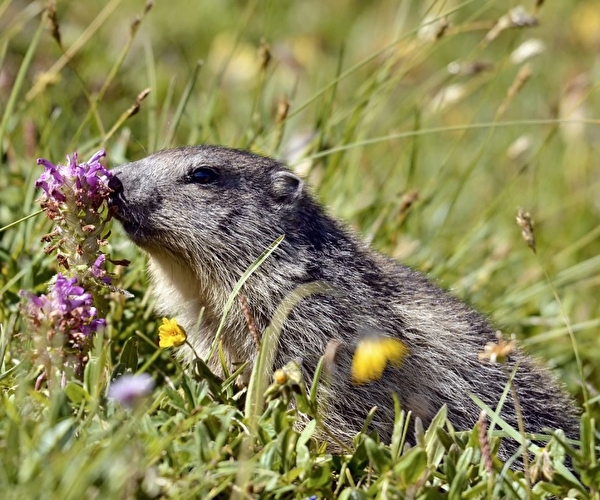 Marmottes en montagne au milieu de fleurs