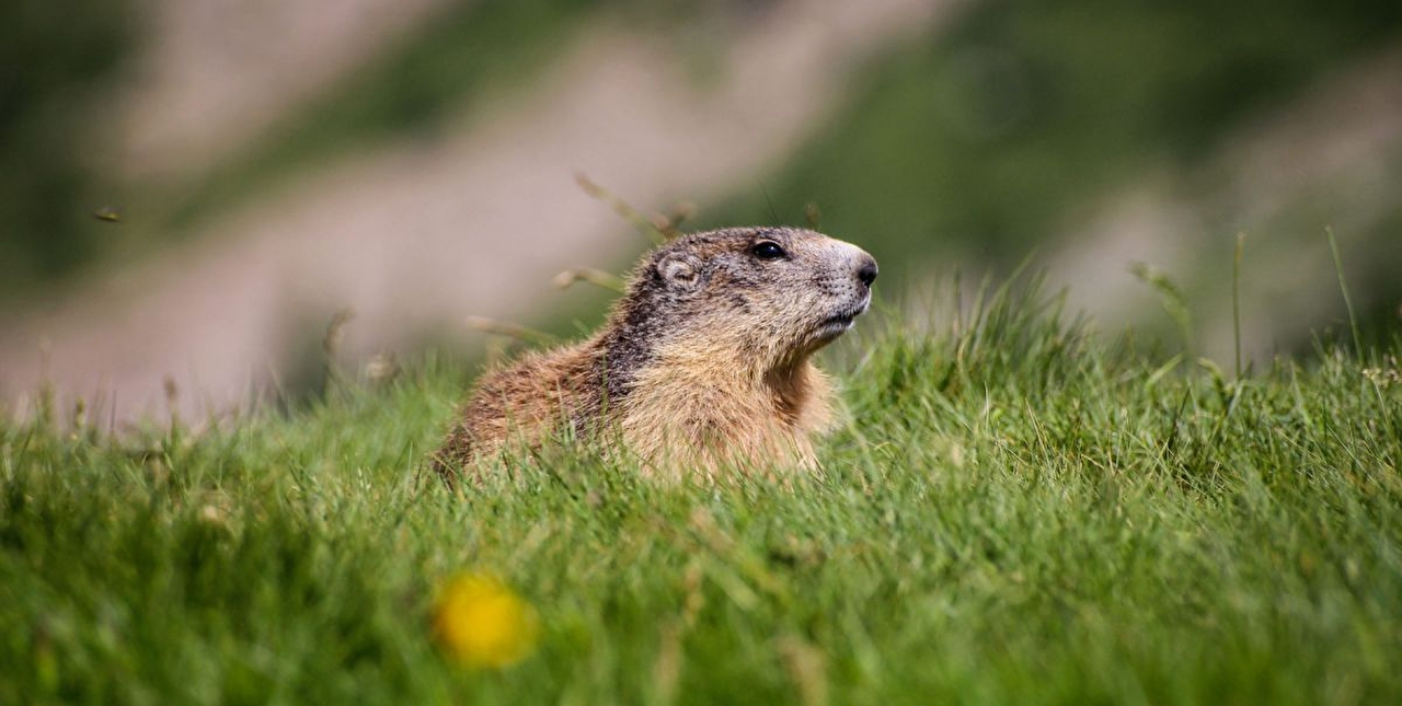 Marmotte dans une prairie