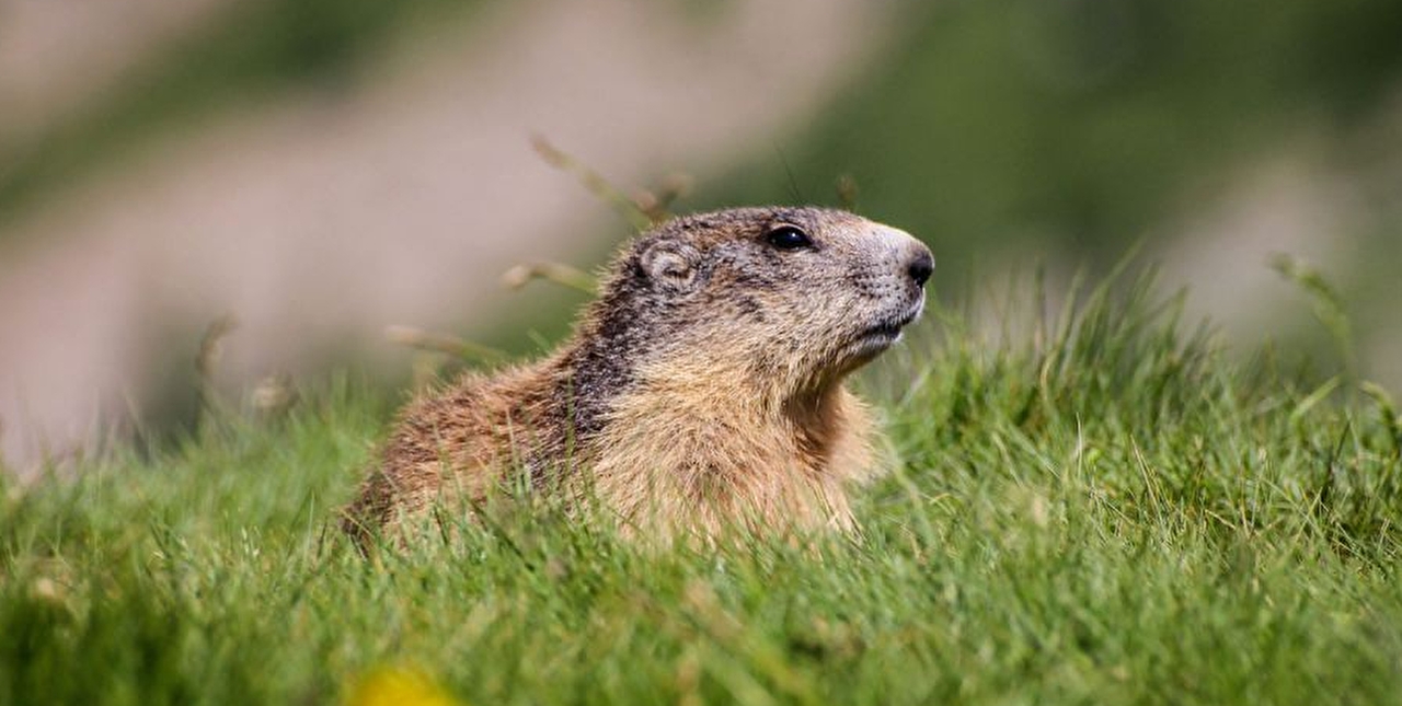 Marmotte en montagne au milieu de fleurs