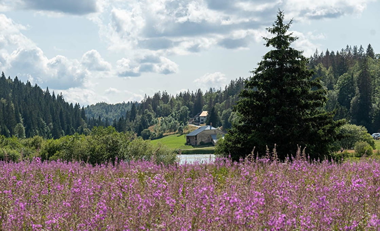 Lac de montagne avec fleurs au premier plan