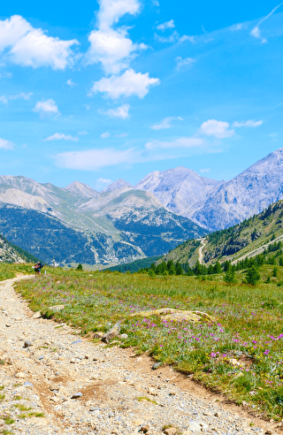 Panorama de randonnée estivale dans les Alpes, avec un sentier sinueux entouré de fleurs sauvages colorées, des montagnes majestueuses à l'horizon et un ciel bleu éclatant.
