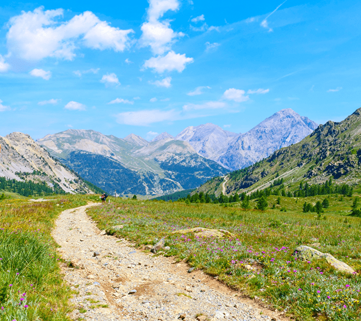 Panorama de randonnée estivale dans les Alpes, avec un sentier sinueux entouré de fleurs sauvages colorées, des montagnes majestueuses à l'horizon et un ciel bleu éclatant.
