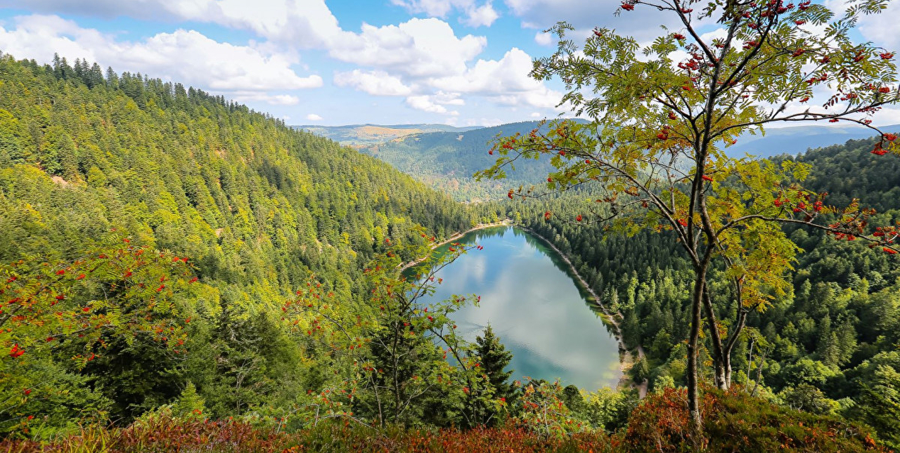 Forêt de sapins et arbres divers près d'un lac en montagne