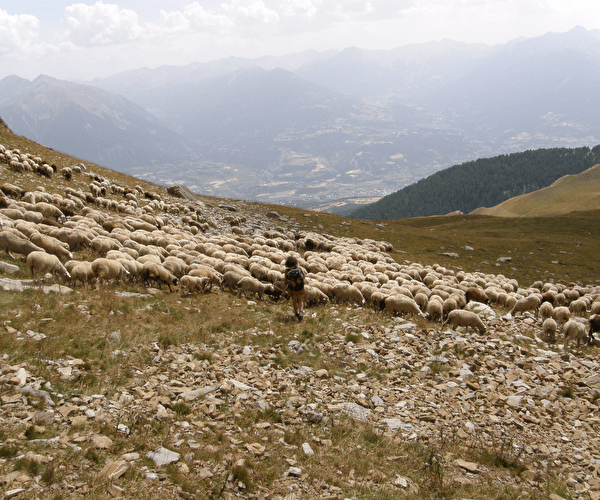 Femme en montagne dans une prairie accompagnant son troupeau de moutons l'été
