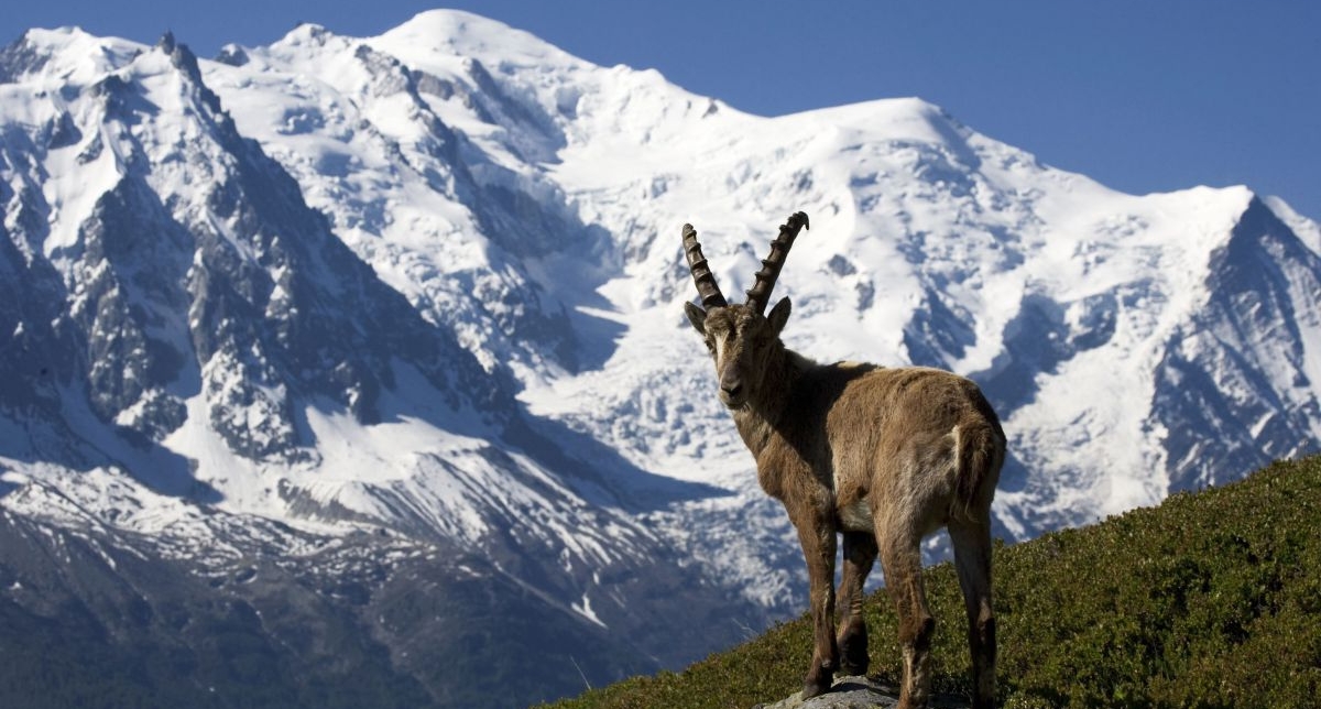 Bouquetin posté sur un rocher dans une vallée face à la montagne et aux sommets enneigés