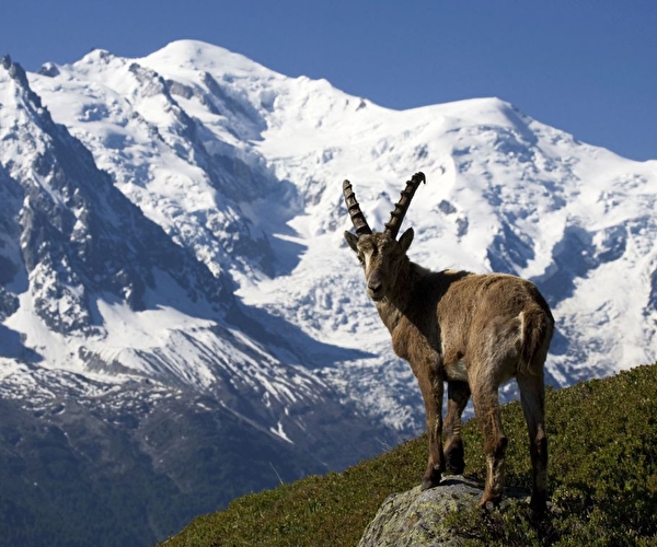 Bouquetin posté sur un rocher dans une vallée face à la montagne et aux sommets enneigés