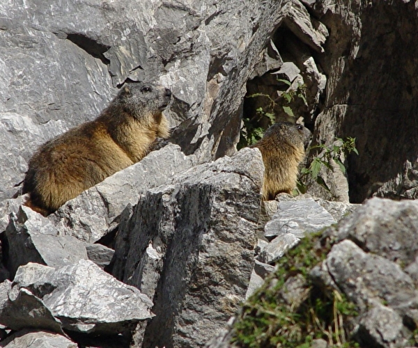 Vue sur des marmottes qui se promènent sur des parois rocheuses en montagne l'été