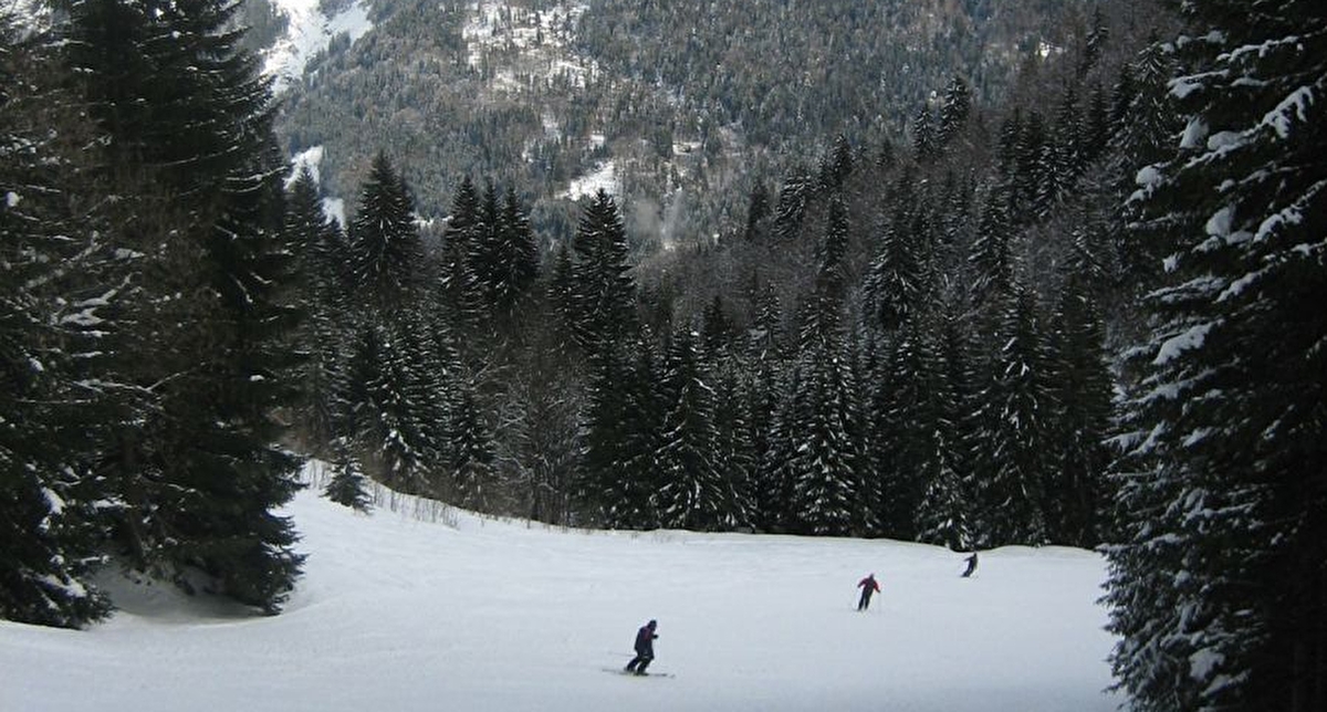 Vue sur une piste de ski où des skieurs pratiquent une descente entre les sapins face aux montagnes enneigées