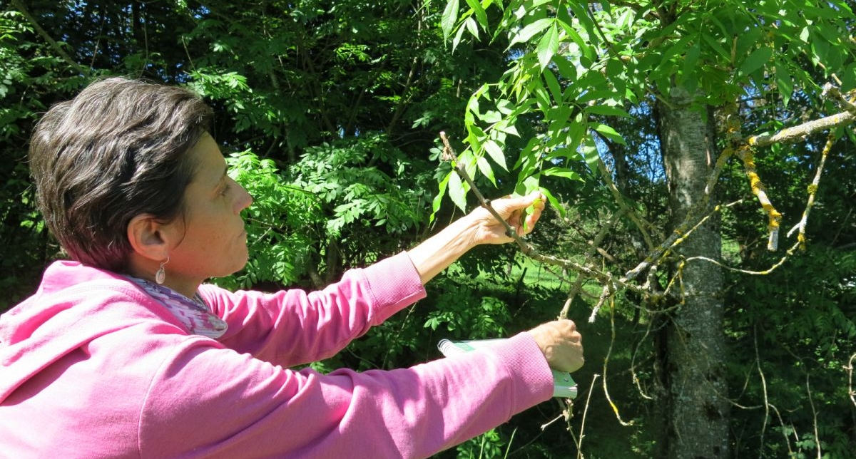 Femme placée proche d'un arbre s'occupant de lui donner les soins nécessaires à son bon développement
