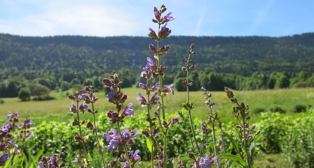 Vue sur une prairie verdoyante où se mêlent arbres, sapins, fleurs et plantes de montagne violettes