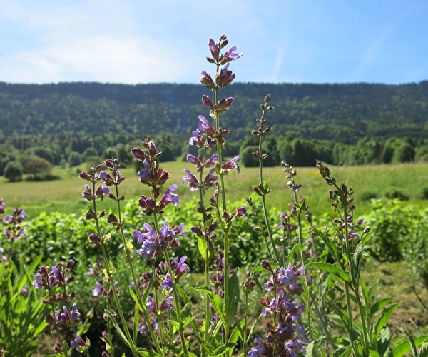Vue sur une prairie verdoyante où se mêlent arbres, sapins, fleurs et plantes de montagne violettes