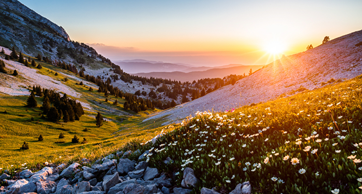 Magnifiques fleurs de printemps éclairées par les derniers rayons du soleil en montagne