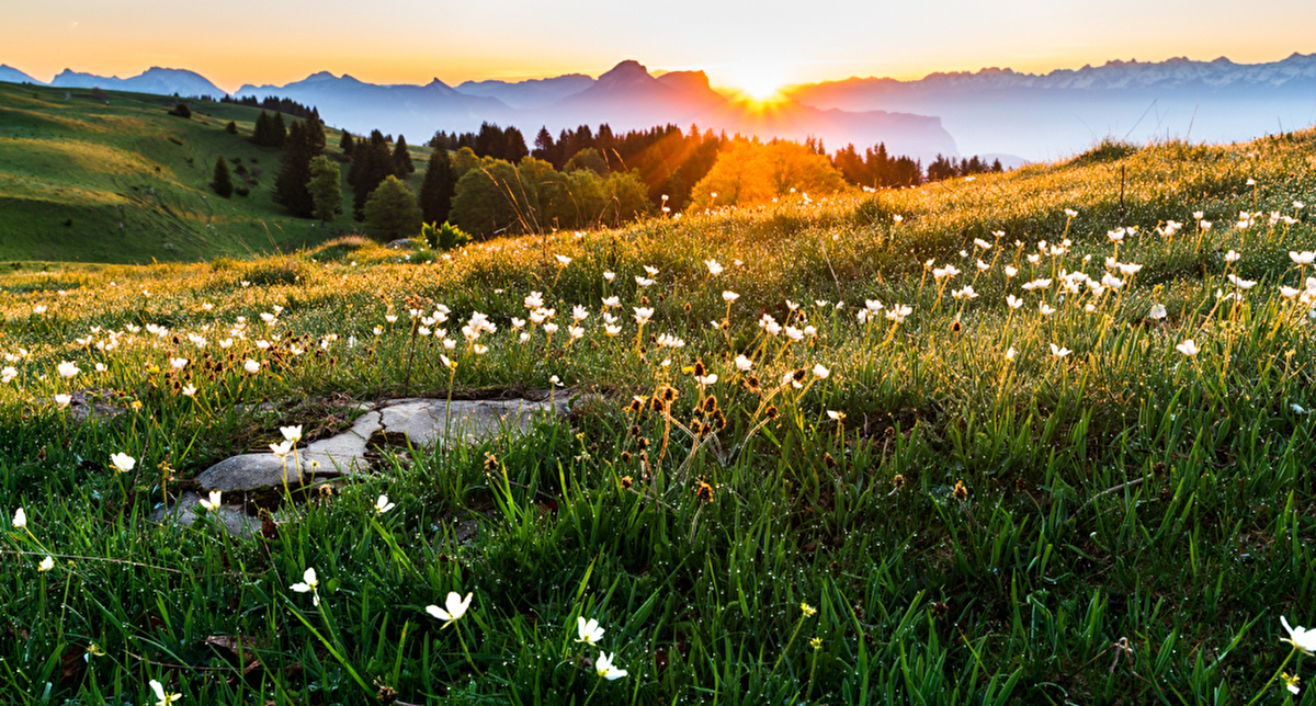 Lever de soleil au printemps sur le plateau du Vercors plein de fleurs