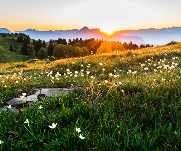 Lever de soleil au printemps sur le plateau du Vercors plein de fleurs