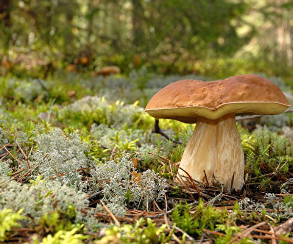 Champignons dans une forêt en montagne