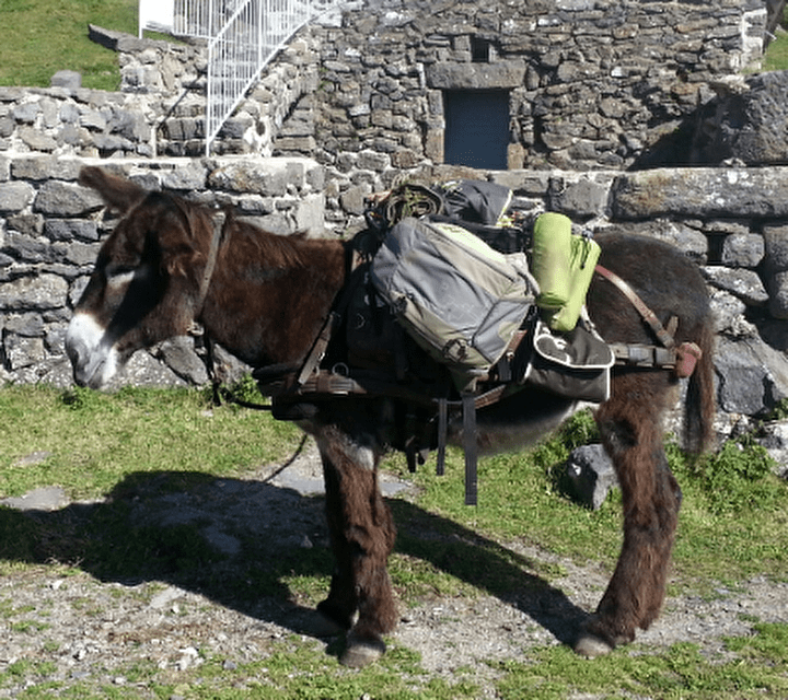 Âne équipé de sacoches devant un refufe en montagne l'été