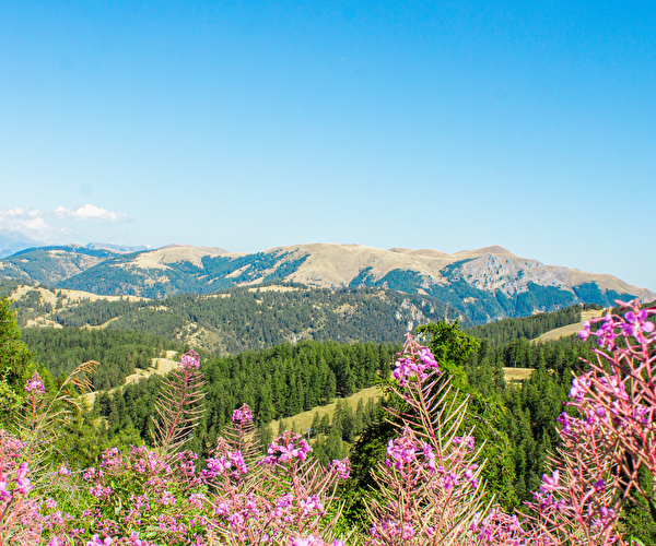 Vue sur les montagnes en été avec fleurs roses au premier plan