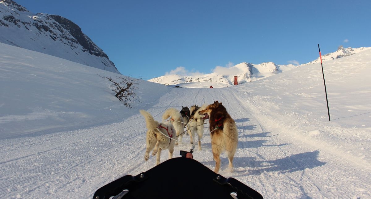 Chiens de traineaux en attelage en randonnée sur la neige en montagne l'hiver