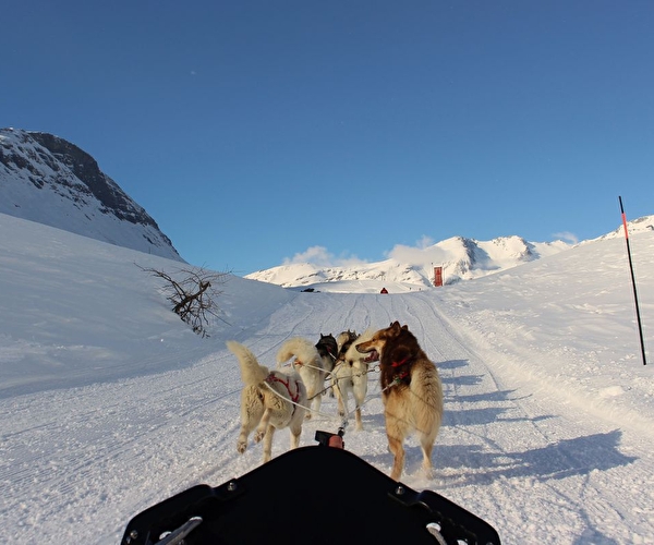 Chiens de traineaux en attelage en randonnée sur la neige en montagne l'hiver