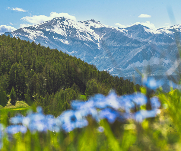 Vue sur les sommets enneigés avec fleurs de printemps en premier plan