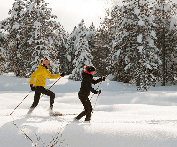 Personnes effectuant une randonnée à ski à travers les sapins en montagne l'hiver