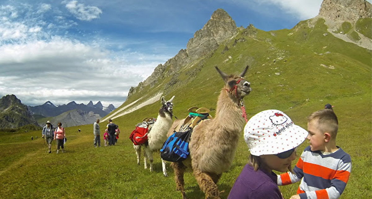 Groupe de personnes effectuant une randonnée avec des lamas en pleine nature aux abords des montagnes l'été