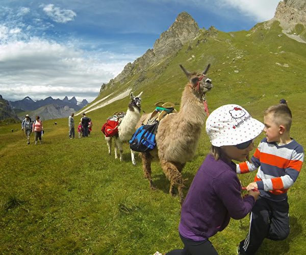 Groupe de personnes effectuant une randonnée avec des lamas en pleine nature aux abords des montagnes l'été