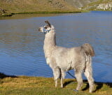 randonnée raquette et Lama