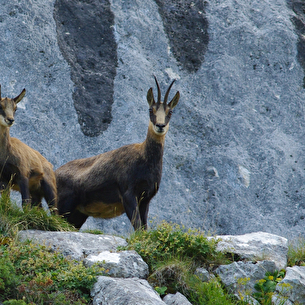 Rando, Balade Chamois