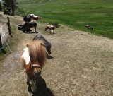 Séances bébé cavaliers au Second Souffle
