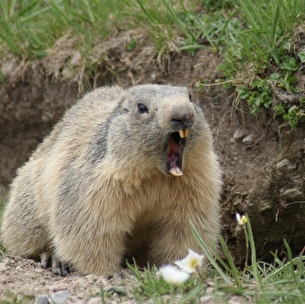 Randonnées Marmottes