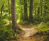 Balade immersion en forêt avec initiation marche Afgane