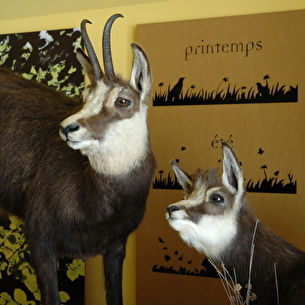 Maison de la Faune