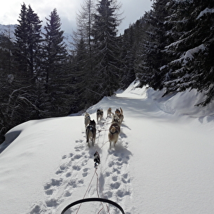 Balade découverte en chiens de traineaux aux Arcs