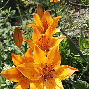 Sorties encadrées nature avec Tarentaise Altitude Sauvage