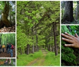 Balade immersion en forêt avec initiation marche Afgane