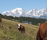Rando journee panoramique avec repas savoyard à l'alpage face au Mont Blanc