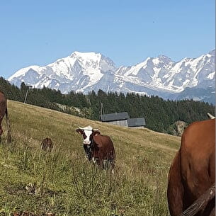 Rando journee panoramique avec repas savoyard à l'alpage face au Mont Blanc