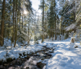 Forêt Ventron