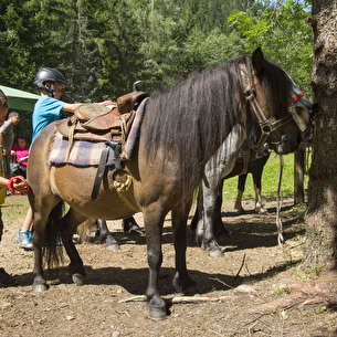 Les poneys du Pontet