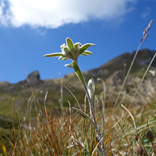 Edelweiss