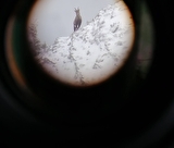 La faune en hiver à Thollon-les-Mémises